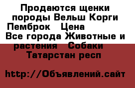Продаются щенки породы Вельш Корги Пемброк › Цена ­ 40 000 - Все города Животные и растения » Собаки   . Татарстан респ.